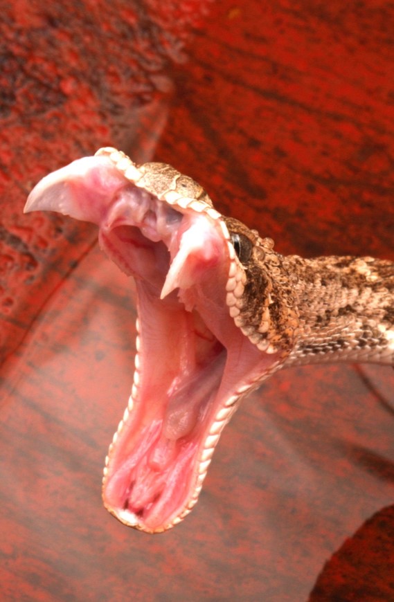 Rattlesnake Vaccination Clarifying the Conversation K9 MEDIC