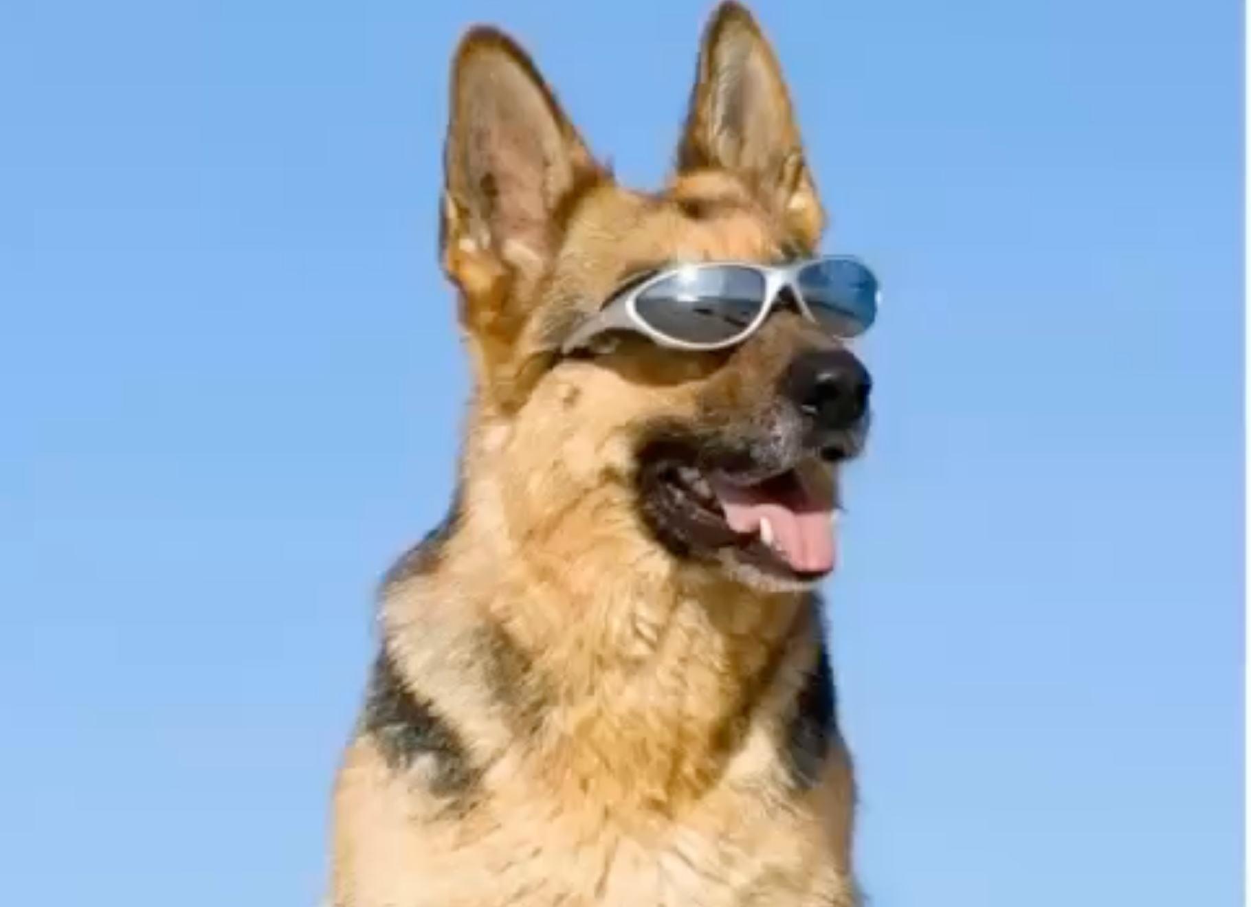 WEBINAR INTRO:  Beating the Heat: Handler 2.0 Strategies