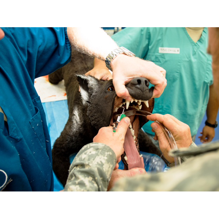 Intubating the TacMed Simulation K9 Hero mannikan