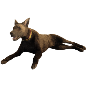 TacMed Simulation K9 Diesel mannikan, semi-lateral view